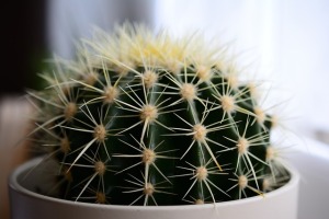 Photo d'un cactus très piquant